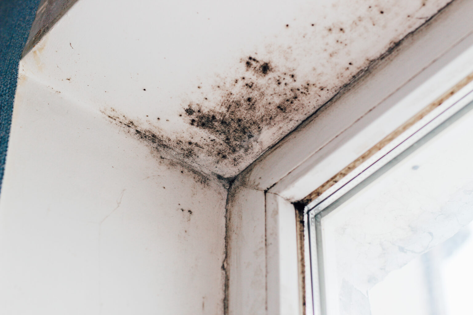 A blackened blooming fungus in the corner of the window.